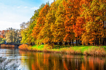 Autumn Foliage In Alexander Park, Tsarskoe Selo (Pushkin), St. Petersburg, Russia