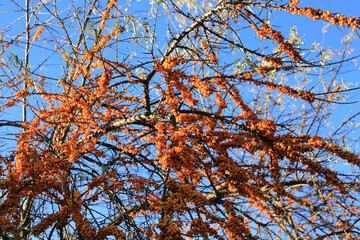 Canvas Print - sea-buckthorn branch with ripe berries against the blue sky