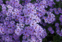 Abundance Of Violet Flowers Of Michaelmas Daisies In October