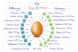 Vitamins and minerals of a chicken egg. Information on a white notebook sheet. Healthy food. Diet. Sport. Proper nutrition.
