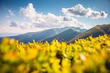 Autocollant - Attractive summer day with green hills illuminated by the sun. Carpathian mountains, Ukraine, Europe.