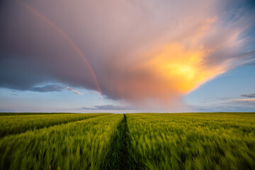  Tranquil agricultural landscape with a magical rainbow at sunset. Ukraine, Europe.
