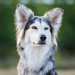  Portrait einer Border Collie-Husky Mischlingshündin