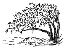 Simple Hand Drawn Black Outline Vector Drawing. Weeping Willow Bent Over The Water, River Bank, Stones. Wild Lake. Landscape And Nature. Sketch In Ink.