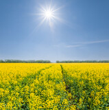 Fototapeta Las - wide yellow rape field under sparkle sun, summer agricultural scene