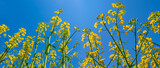Fototapeta Las - closeup yellow rape flowers on blue sky background