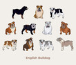 Bulldog breed, dog pedigree drawing. Cute dog characters in various pose, designs for prints, adorable and cute English Bulldog cartoon vector set, in different poses. Flat cartoon style.