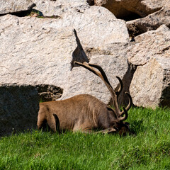 Canvas Print - Male Elk Resting Large Antlers On The Ground