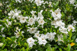 Multiple Gardenia Blooms Fill The Frame In Spring