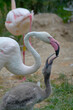 Pink flamingo feeding its baby