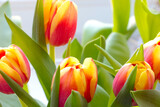 Fototapeta Tulipany - Yellow-red buds of blooming tulips. Nature background.