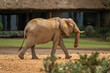 African bush elephant walks past safari lodge