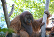 Orangutan sitting on a tree