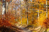 Fototapeta Na ścianę - Beautiful bright yellow-red forest on a sunny autumn day.