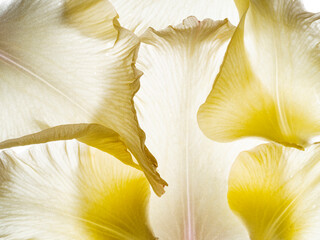 Wall Mural - flower petal texture close up