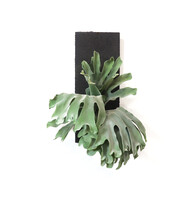Nature Tropical Plant Platycerium Known As Staghorn Fern Or Elkhorn Fern At Black Board Isolated On White Wall Background