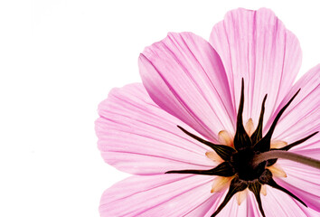 Wall Mural - flower petal texture close up