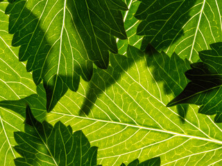 Wall Mural - green leaf texture close up