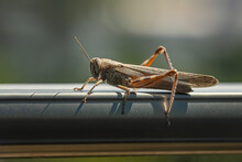 Big  Grasshopper On The Windowsill