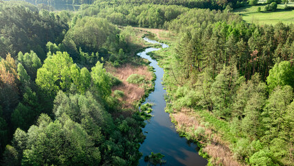 Wall Mural - River and green forest at sunrise in spring.