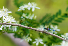 Blue Eastern Pondhawk Dragonfly Male Resting On Branch With Flowers ( Erythemis Simplicicollis ) 