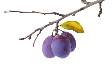 Wall Mural - Autumn plums on a branch isolated on a white