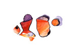 Fototapeta Fototapety do akwarium - Hand drawn watercolor illustration of Clown fish (Amphiprion percula). Underwater life. Isolated objects on transparent background.