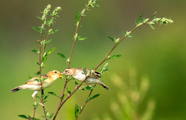 Brown fantail warbler in the garden