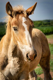 Fototapeta Konie - Brown Pony