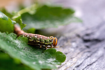 Wall Mural - a interesting colorful butterfly caterpillar,a sphinx pinastri, with a black horn on the back, in the garden at a summer day