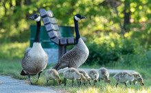 Canadian Goose Strutting Alongside Its Chicks