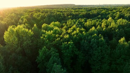 Canvas Print - Drone flight over a large forest against the setting sun. The concept of forests, lots of trees and greenery. Aerial view to forest and trees.