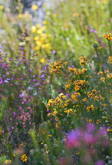 Wall Mural - Sunlit biodiverse colorful Australian native sandstone heath in flower in late winter to spring in Sydney region, NSW. Includes yellow Dillwynia and pink Boronia wildflower species.