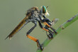 Robberfly Eating 
