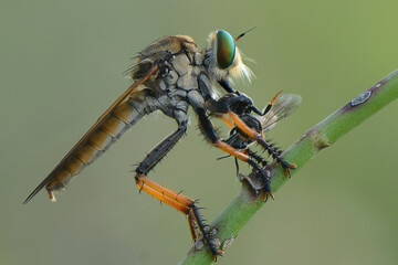 robberfly eating