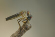robberfly eat fly