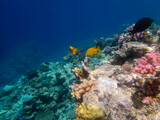 Fototapeta Do akwarium - Fabulously beautiful view of the coral reef and its inhabitants in the Red Sea, Hurghada, Egypt