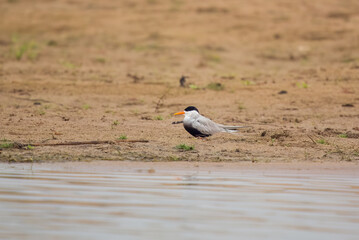 Wall Mural - Black-bellied tern (Sterna acuticauda) observed on the banks of the Chambal river near Bharatpur in Rajasthan, India