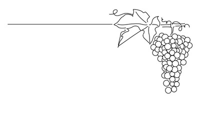 Wall Mural - Bunches of grapes. Vine. Vector line drawing on white or transparent background. Grapevine