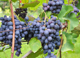 Grapes ripen on the branch of the bush