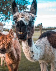 alpaca animal portrait on a farm