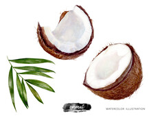 Coconuts Hand Drawn Watercolor Illustration Isolated On White Background