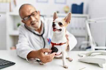 Canvas Print - Senior grey-haired man wearing veterinarian uniform examining chihuahua at vet clinic