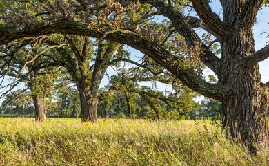 a natural meadow and three large swamp white oak trees in the autumn.
