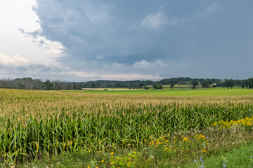 Wall Mural - A landscape of corn fields and farmland with ditch flowers and dark storm clouds and rain in the autumn.