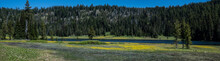 Todd Lake Deschutes National Forest Near Sisters Oregon, A Meadow Scenic With Flowers And Forest On A Beautiful Summer Day, 20210626_a Panorama.
