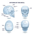 © VectorMine - Sutures of the skull as human head bone medical division outline diagram. Labeled educational anatomical scheme with squamous, coronal, lamboid, sagittal and occipitomastoid parts vector illustration.