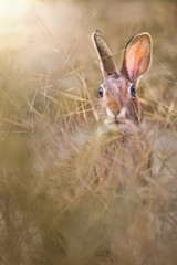 Wall Mural - a rabbit in the dried brown tall grass due to drought in a sunny afternoon
