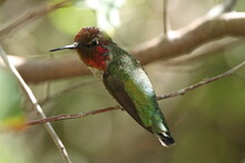 Humming Bird With Red Face