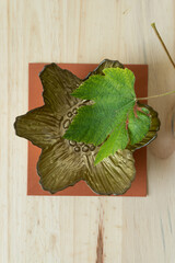 Wall Mural - grape leaf and dish on paper and wood